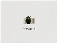 藏品(綠豔條金龜)的圖片